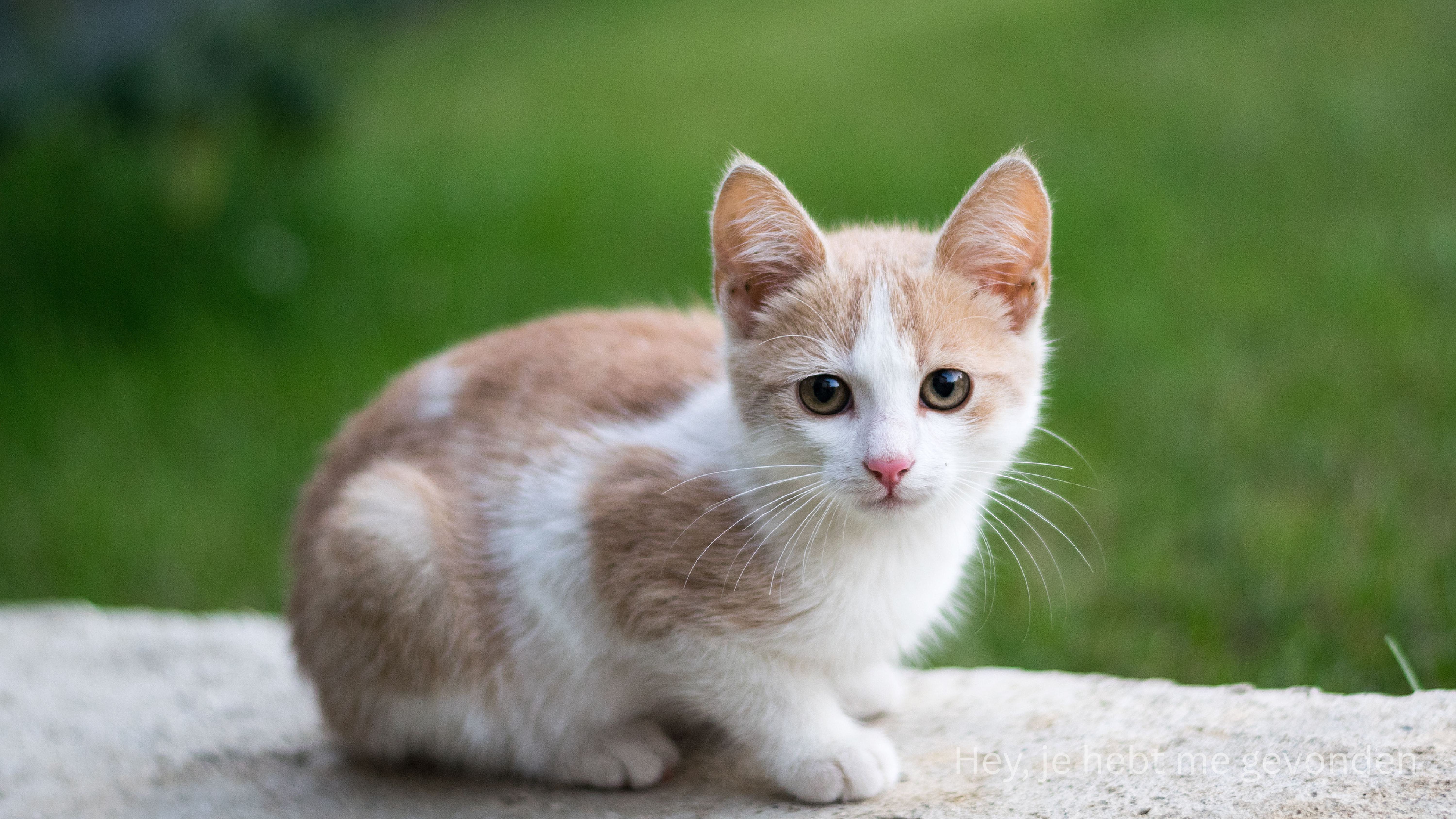 Foto van een kat